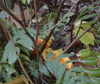 Pumpkin and leaves