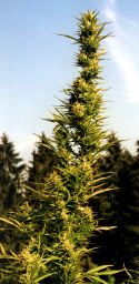 A cannabis plant growing in Switzerland.